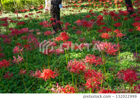 府中市鄉土森林博物館的紅花 府中市鄉土森林博物館的紅花 132022999