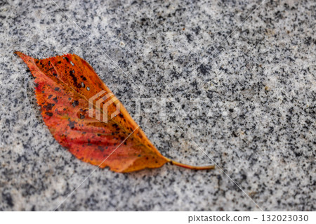 雨中的公園和落葉 雨中的公園和落葉 132023030