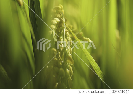The golden glow of ripe rice, an image of bountiful harvest and abundance 132023045