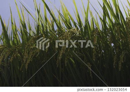 成熟稻米的金色光芒,象徵豐收與富足 成熟稻米的金色光芒,象徵豐收與富足 132023054