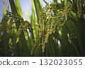 The golden glow of ripe rice, an image of bountiful harvest and abundance 132023055