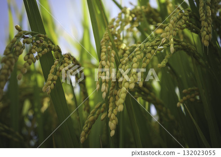 成熟稻米的金色光芒,象徵豐收與富足 成熟稻米的金色光芒,象徵豐收與富足 132023055