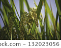 The golden glow of ripe rice, an image of bountiful harvest and abundance 132023056