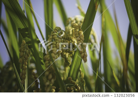 The golden glow of ripe rice, an image of bountiful harvest and abundance 132023056