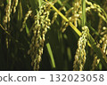 The golden glow of ripe rice, an image of bountiful harvest and abundance 132023058