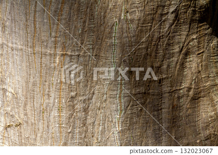 Pseudobonbax wood grain modeling [background material] 132023067