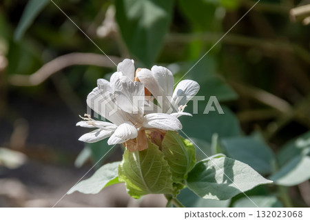 Barrellia arbostellata，開球形白花 132023068