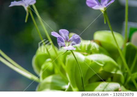 The carnivorous plant, the insectivorous violet, resembles a violet. 132023070