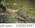 Japanese tree frog in a rice field in summer 132023097