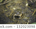 Japanese tree frog in a rice field in summer 132023098