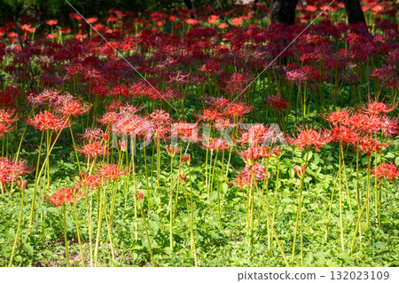 Spider lilies, Fuchu City Local Forest Museum 132023109