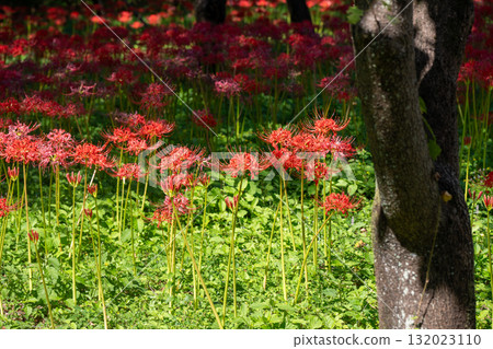 府中市鄉土森林博物館的紅花 府中市鄉土森林博物館的紅花 132023110