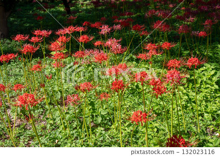 府中市鄉土森林博物館的紅花 府中市鄉土森林博物館的紅花 132023116