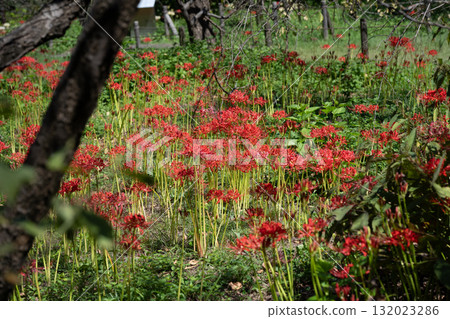 Spider lilies, Fuchu City Local Forest Museum Spider lilies, Fuchu City Local Forest Museum 132023286