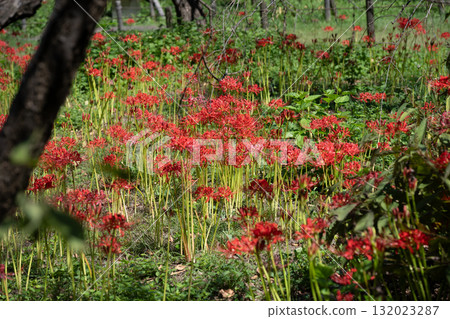 Spider lilies, Fuchu City Local Forest Museum 132023287