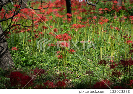 Spider lilies, Fuchu City Local Forest Museum 132023288