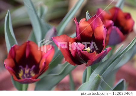 Spring Tulip Garden - Sweet tulips in rare colors (edible flowers, bitter chocolate) 132023404