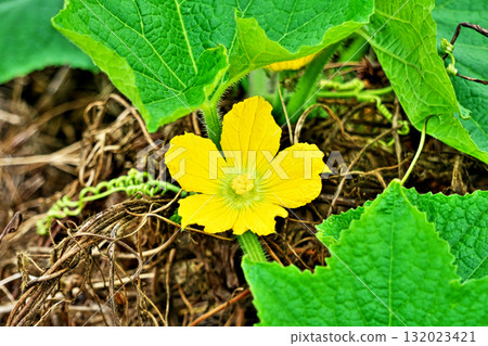 Yellow pumpkin male flowers (autumn, October) Yellow pumpkin male flowers (autumn, October) 132023421