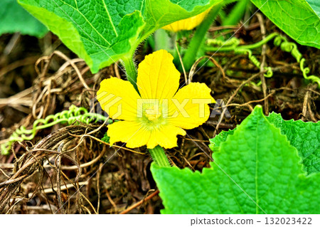 Yellow pumpkin male flowers (autumn, October) Yellow pumpkin male flowers (autumn, October) 132023422