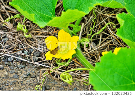 Yellow pumpkin male flowers (autumn, October) Yellow pumpkin male flowers (autumn, October) 132023425