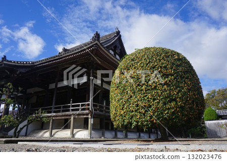 盛開的桂花：津山城西側妙法寺 132023476