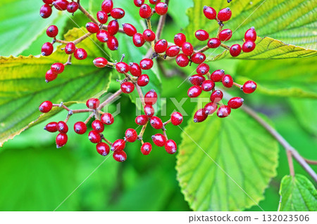 紅色莢蒾漿果（秋季，十月） 132023506