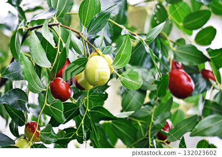 Jujube fruit (autumn, October) Jujube fruit (autumn, October) 132023602