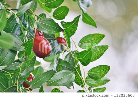 Jujube fruit (autumn, October) Jujube fruit (autumn, October) 132023603