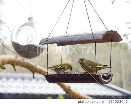 Bird sitting on a branch.Bird of Europe. 132023642
