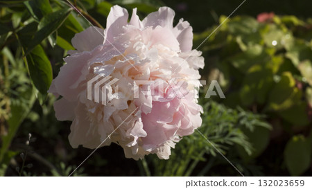 pink peony 132023659