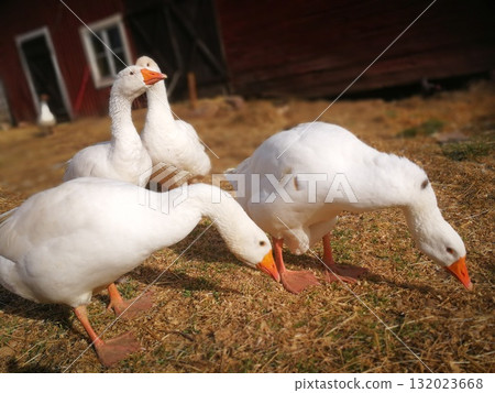 A white goose walking around a farm 132023668