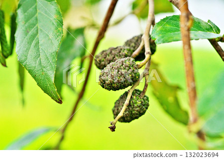 Large alder fruit (autumn, October) Large alder fruit (autumn, October) 132023694