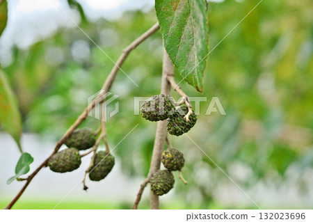 Large alder fruit (autumn, October) 132023696