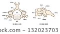 第四頸椎（C4）的解剖圖，頂視圖和側視圖 132023703