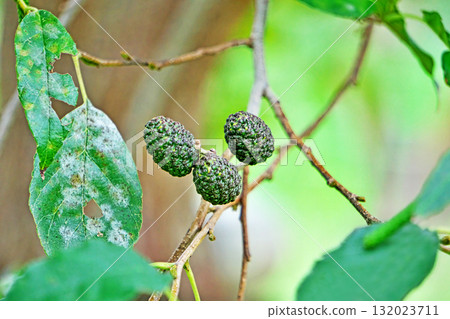Large alder fruit (autumn, October) 132023711