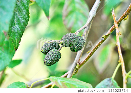 Large alder fruit (autumn, October) 132023714
