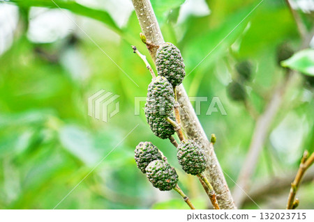 Large alder fruit (autumn, October) Large alder fruit (autumn, October) 132023715