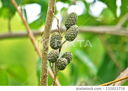 Large alder fruit (autumn, October) Large alder fruit (autumn, October) 132023716