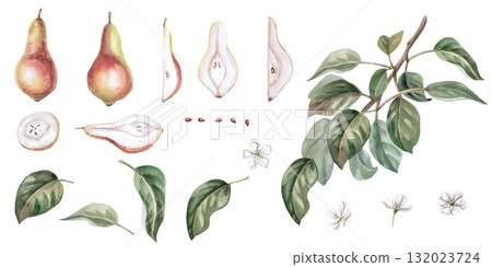 A set of elements from the Pear collection. Isolated watercolor illustrations for project design, logo development, labels, packaging, poster printing, and postcards. A set of elements from the Pear collection. Isolated watercolor illustrations for project design, logo development, labels, packaging, poster printing, and postcards. 132023724