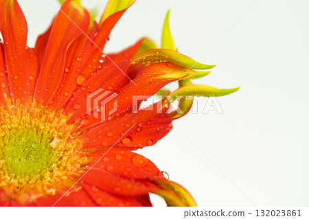 白色背景上帶有水滴的非洲菊 白色背景上帶有水滴的非洲菊 132023861