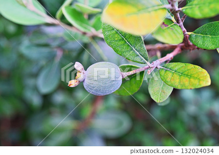 費約果(秋、十月) 費約果(秋、十月) 132024034