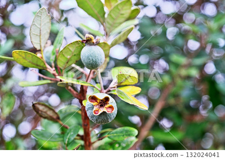 費約果（秋、十月） 132024041