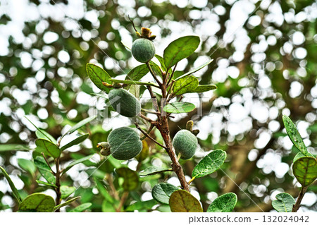 Feijoa fruit (autumn, October) Feijoa fruit (autumn, October) 132024042