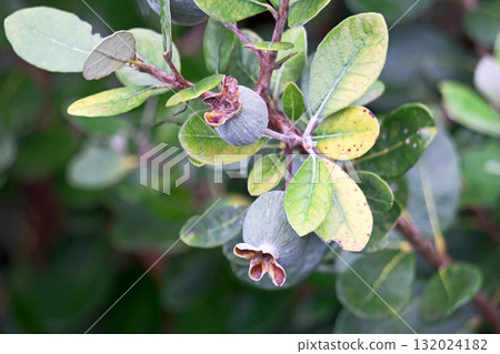 費約果（秋、十月） 132024182