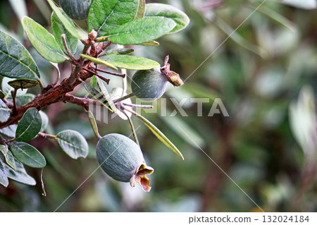 費約果(秋、十月) 費約果(秋、十月) 132024184