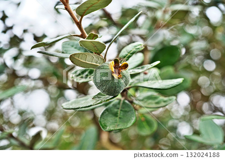 費約果(秋、十月) 費約果(秋、十月) 132024188