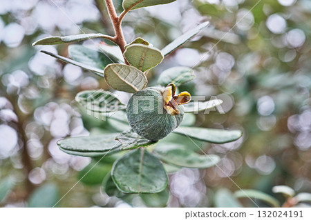 費約果（秋、十月） 132024191