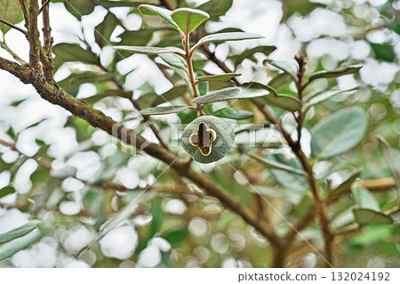 費約果（秋、十月） 132024192