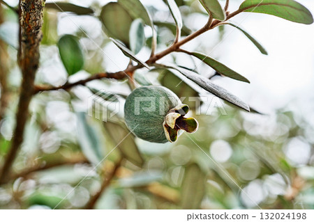 費約果(秋、十月) 費約果(秋、十月) 132024198