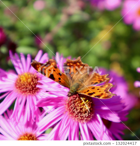 Comma butterfly resting on vibrant pink aster flower in autumn garden, pollinating blossom Comma butterfly resting on vibrant pink aster flower in autumn garden, pollinating blossom 132024417